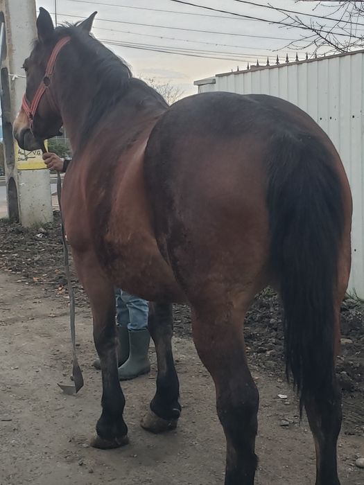 Vand sau schimb iapa