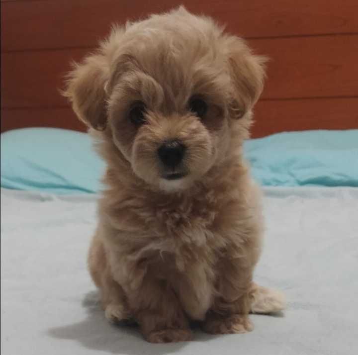 Maltipoo Toy pudel