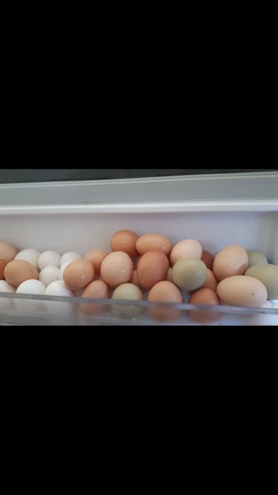 Домашни яйца от кокошка