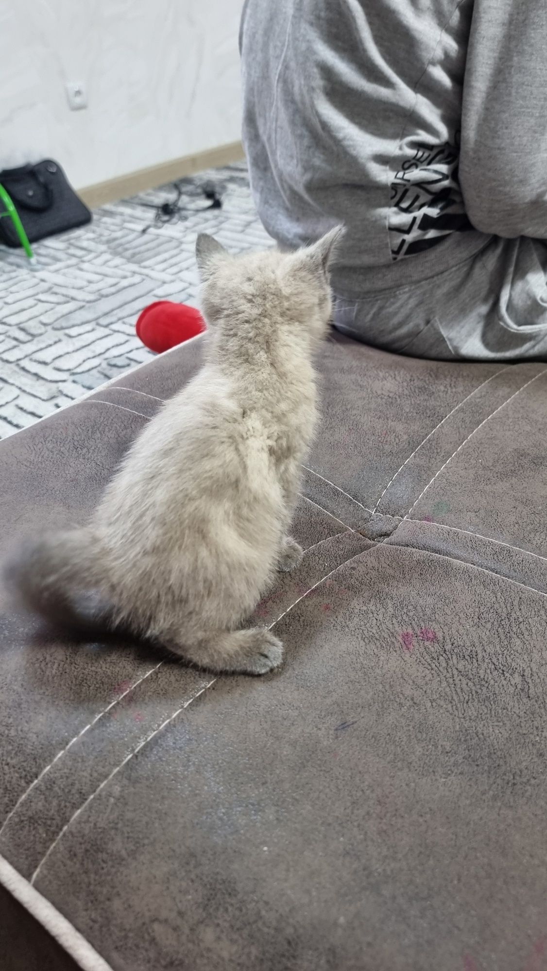 Продаётся сиамский котёнок