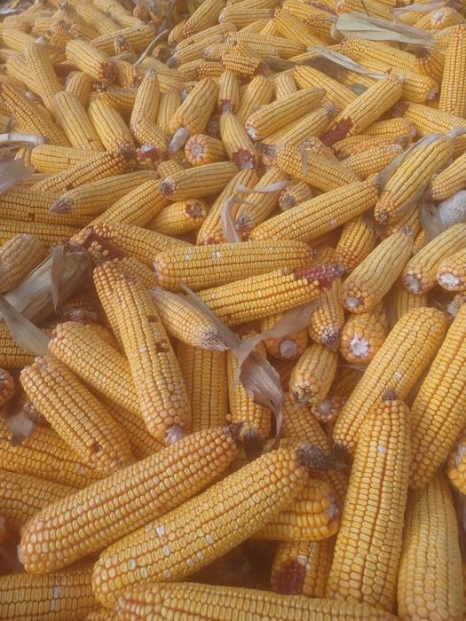 Vand porumb stiulete, soi pioneer, recolta 2025