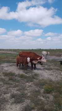 Продам белоголовую корову с теленком