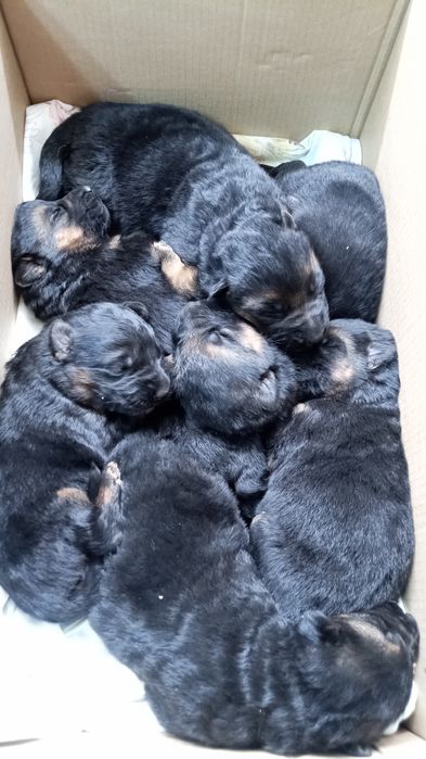 Щенки Немецкой овчарки