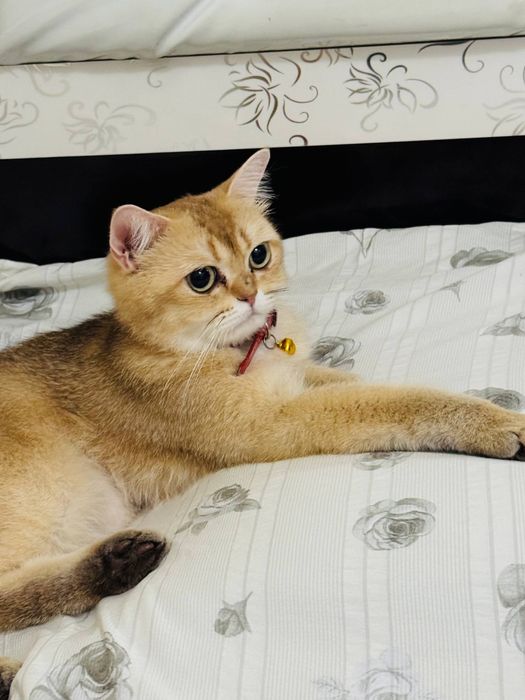 Золотая шиншилла