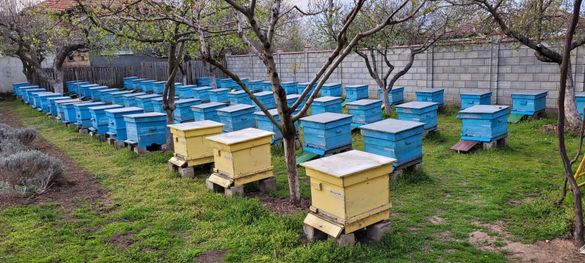 Пчелни семейства 35 бр
