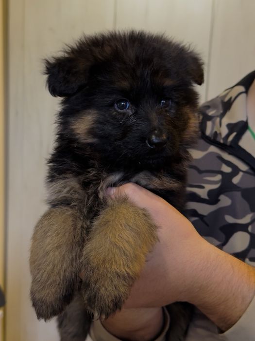 Немска Овчарка ( German Shephard)