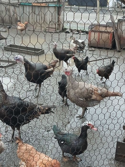 Продавам млади пуики