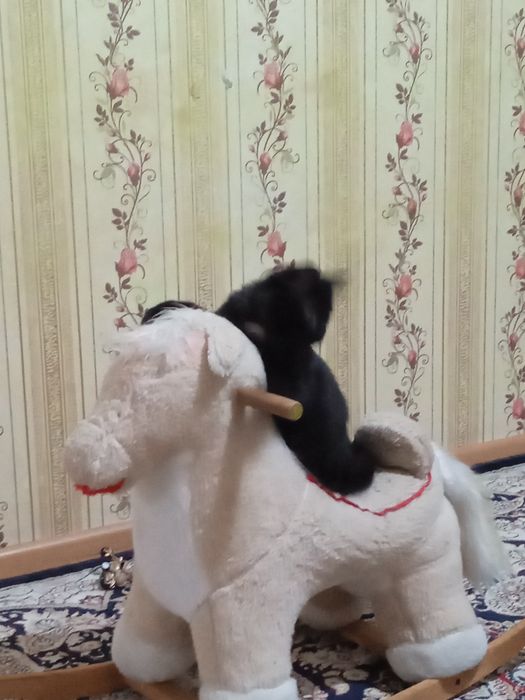 Отдам кошечку в добрые руки