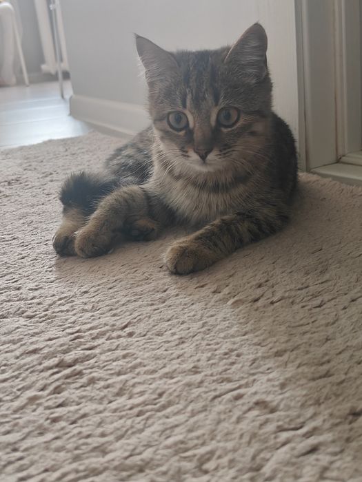 В добрые руки, бесплатно