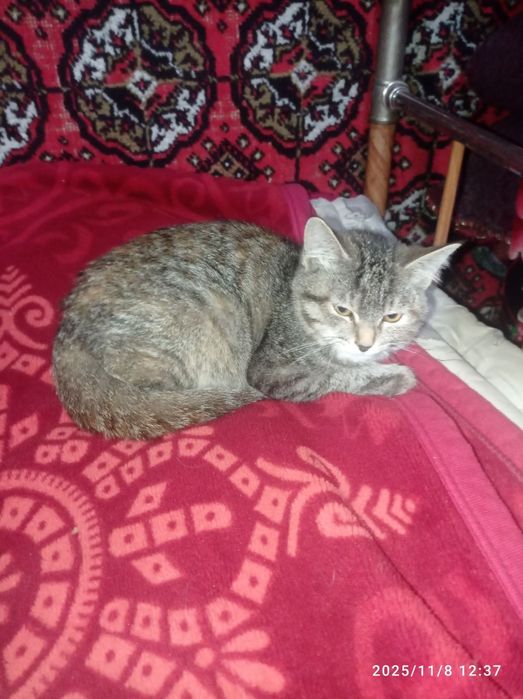 Мушук хадя ургочи