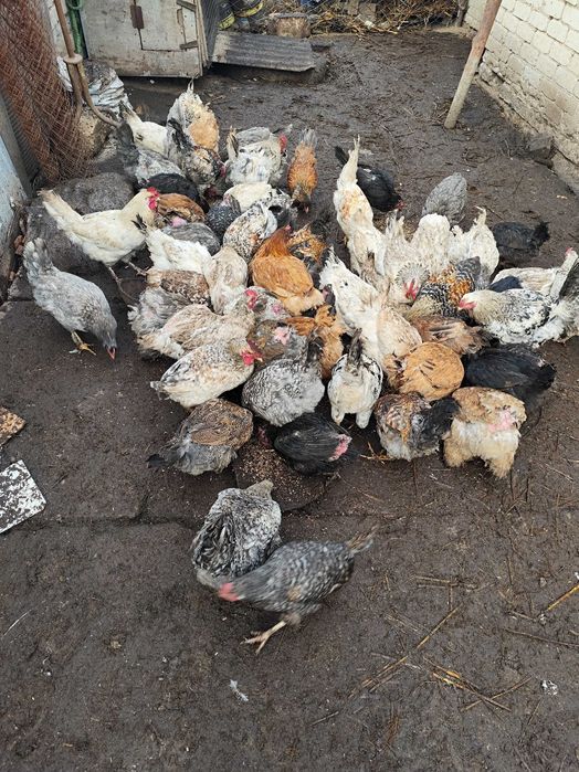 В продаже домашние курочки