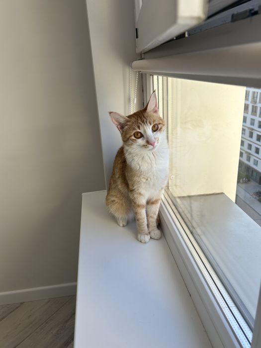 Кошка котенок кот