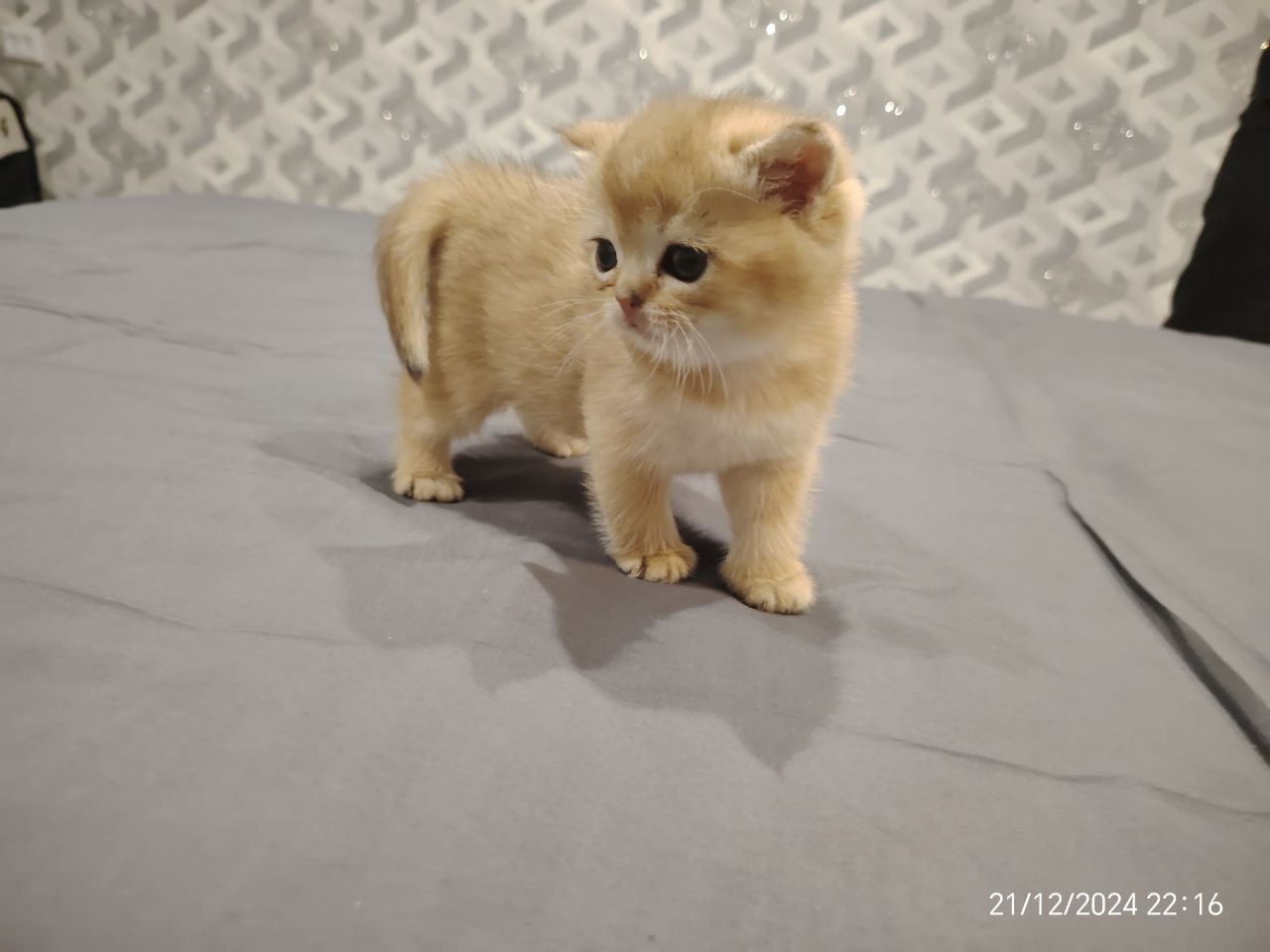 Шикарные котята  от правильной вязки
