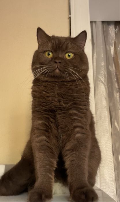 Кот на вязку!/ Nasl olish uchun