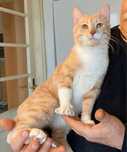 Metis British Shorthair tabby white pui, gratuit