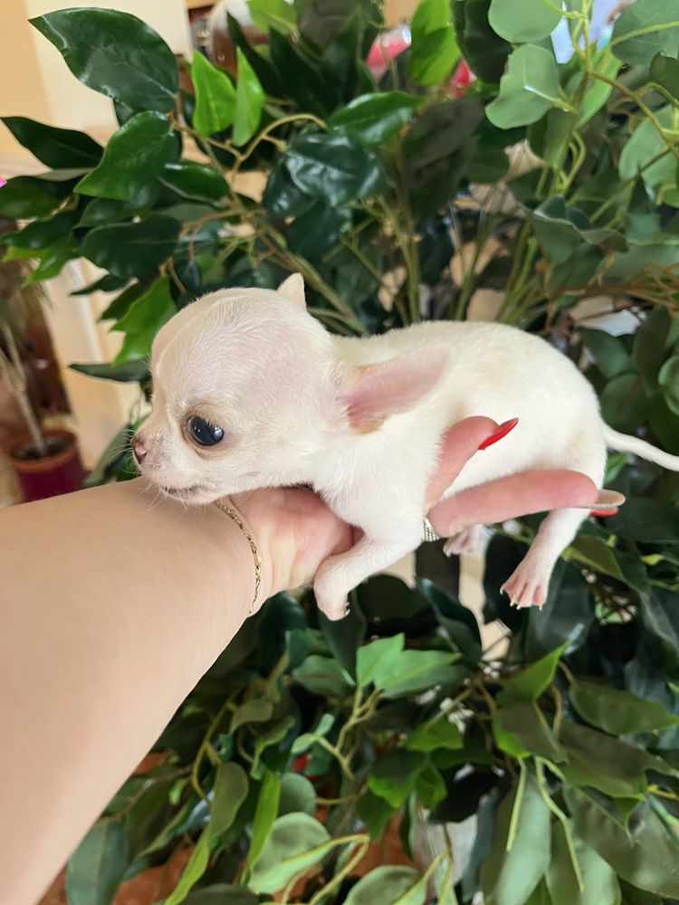 Chihuahua băiețel