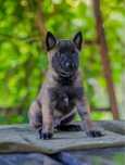 Ciobanesc belgian malinois