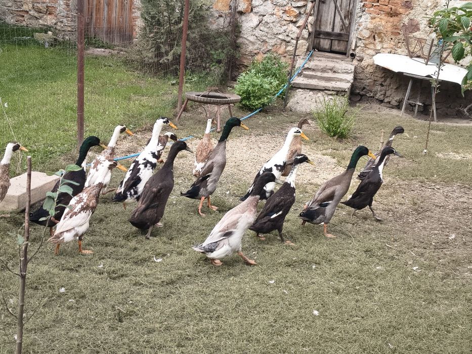 Vând sau schimb 3  rățoi indieni alergători și 3 cocosi australorp
