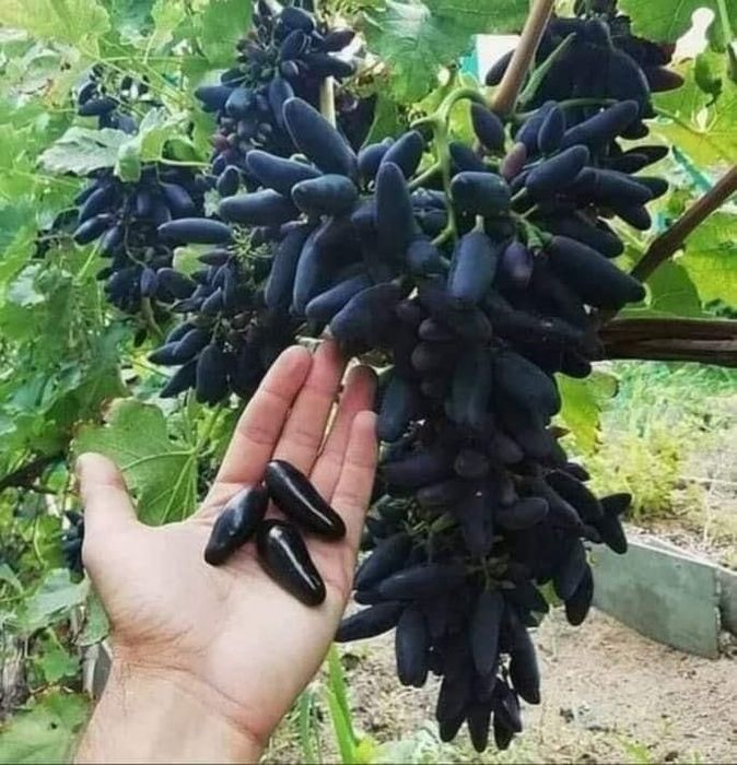 Soiuri disponibile de viță de vie
