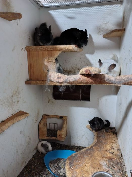 Чинчили женски и мъжки 4 женси 1 мъжки и 3 бебета