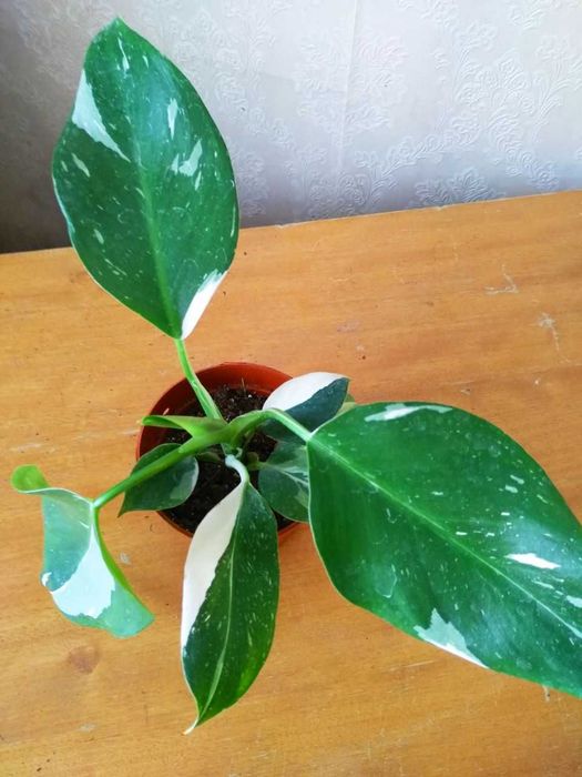 Филодендрон Белая Принцесса для дома и офиса