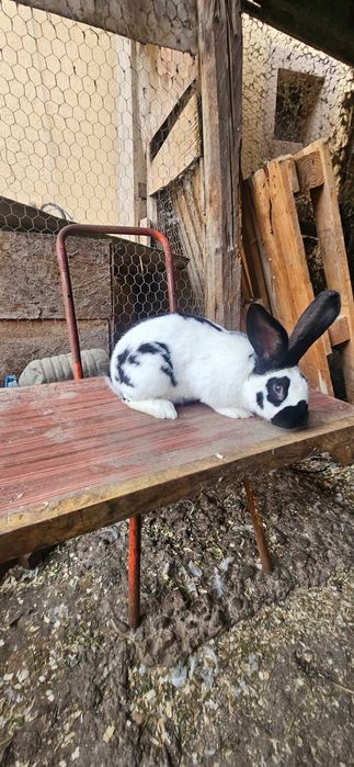 Diaponibili 2 masculi fluture german