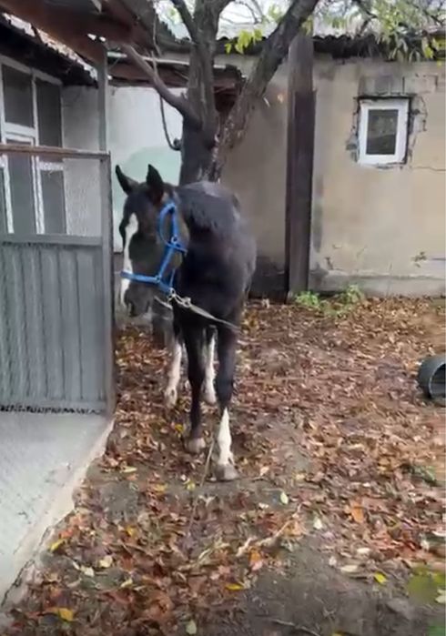 Продаю лошадь тай англа араб