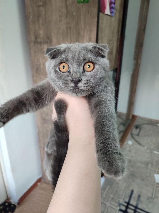котятенок девочка скотиш фолд