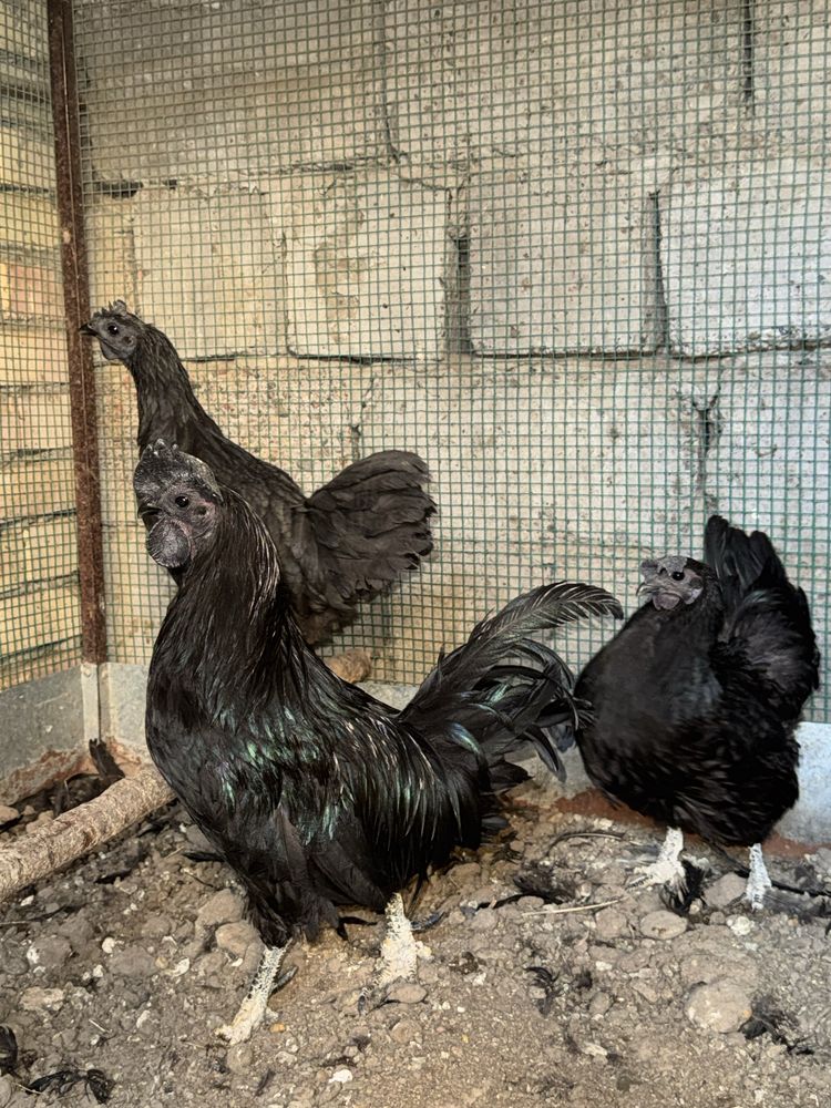 Uxeyul va ayam semani tovuq xo’rozlar sotiladi