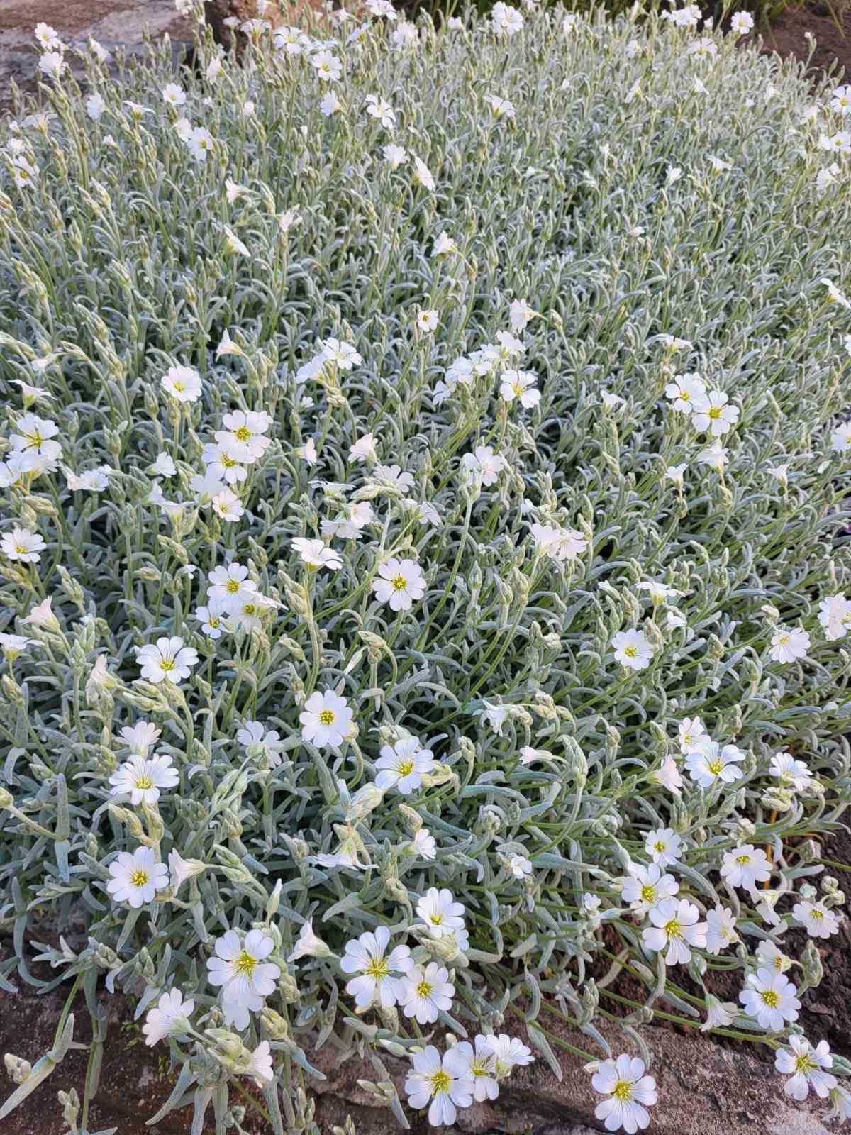 Продавам почвопокривно растение Cerastium tomentosum