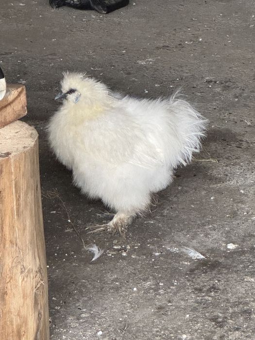 Pereche gaini matase japoneza