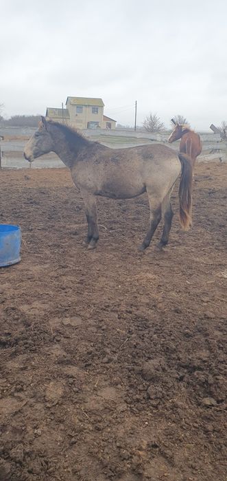 Кунандар сатылады. Жеребчики продам.