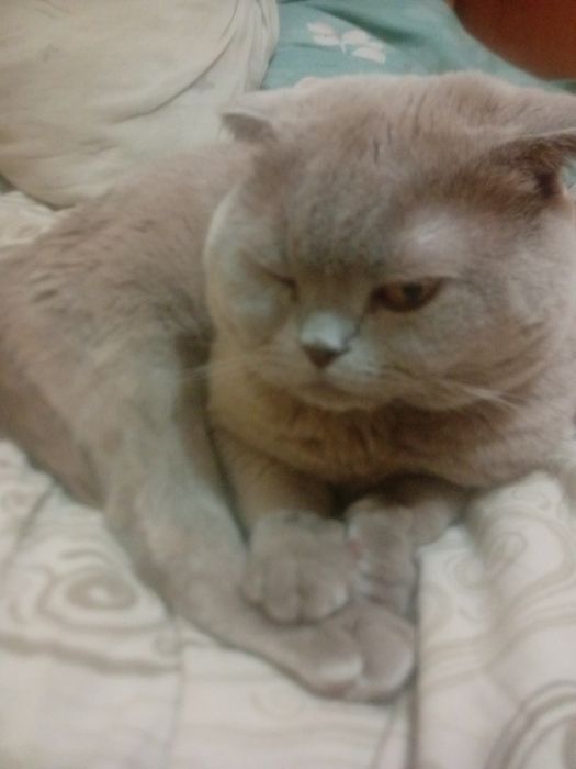 Отдам кота в хорошие руки