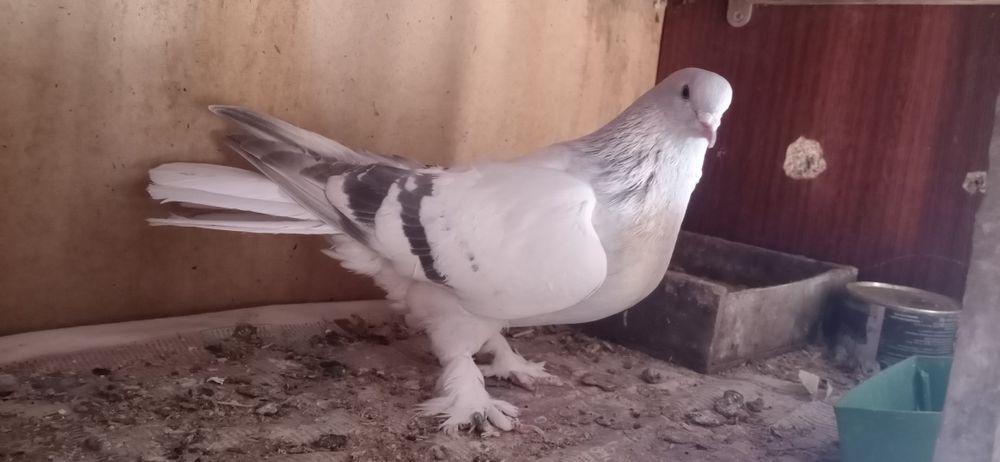 Продам таклу самец