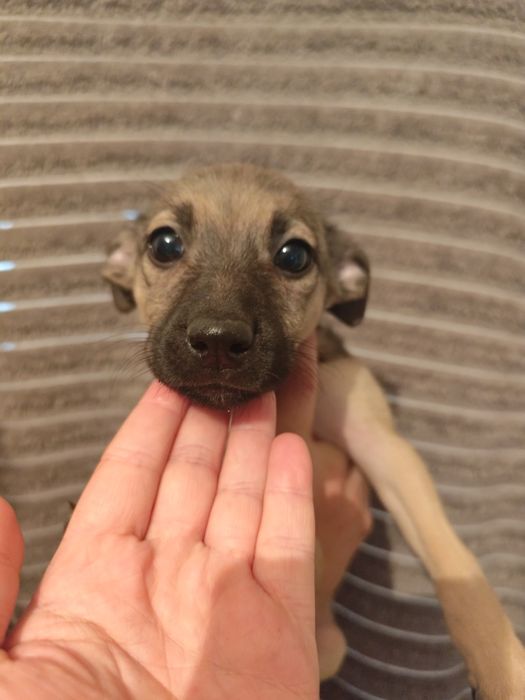 Щенок девочка два месяца