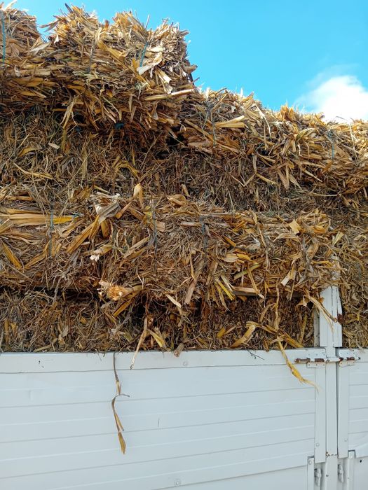 Vând baloti de ciocani