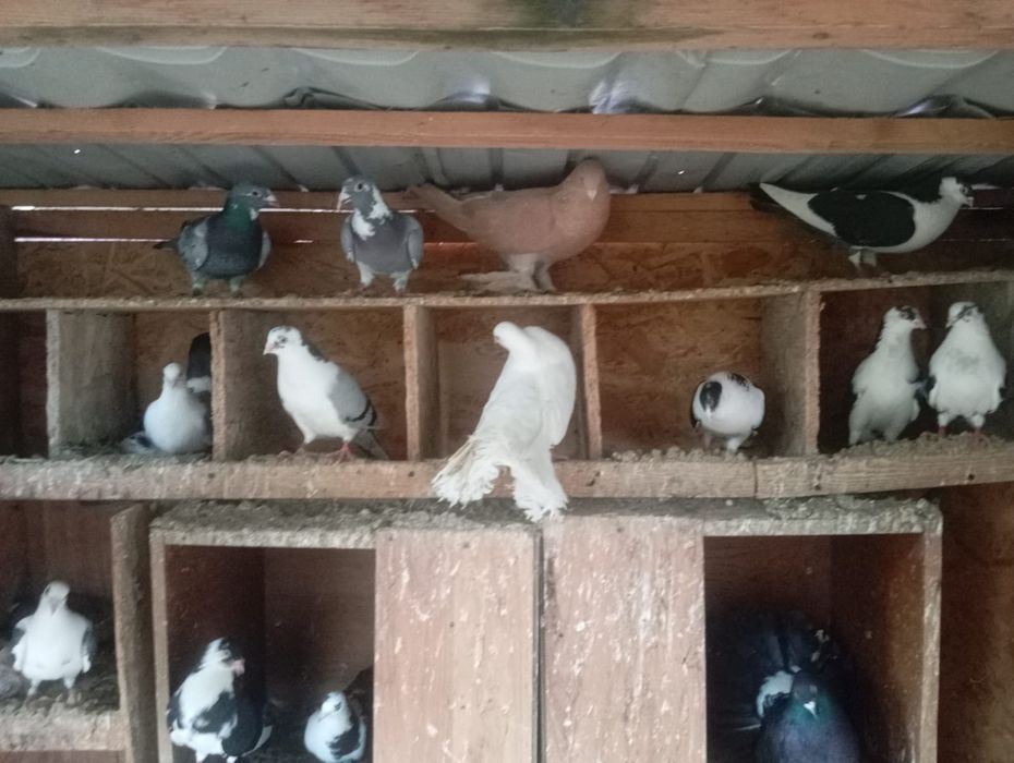 Porumbei diferite rase