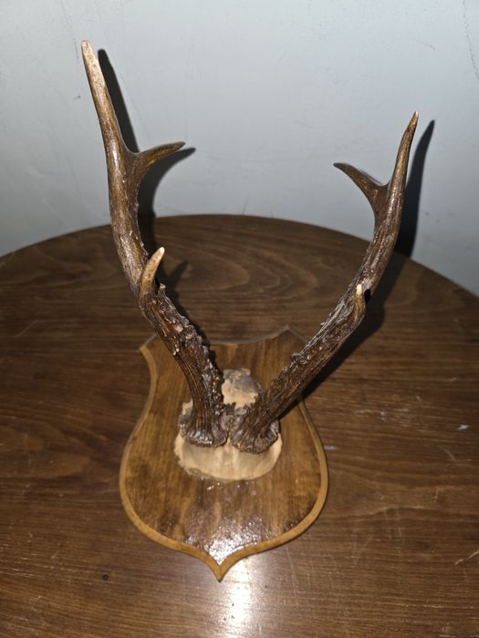 Coarne cerb / caprior