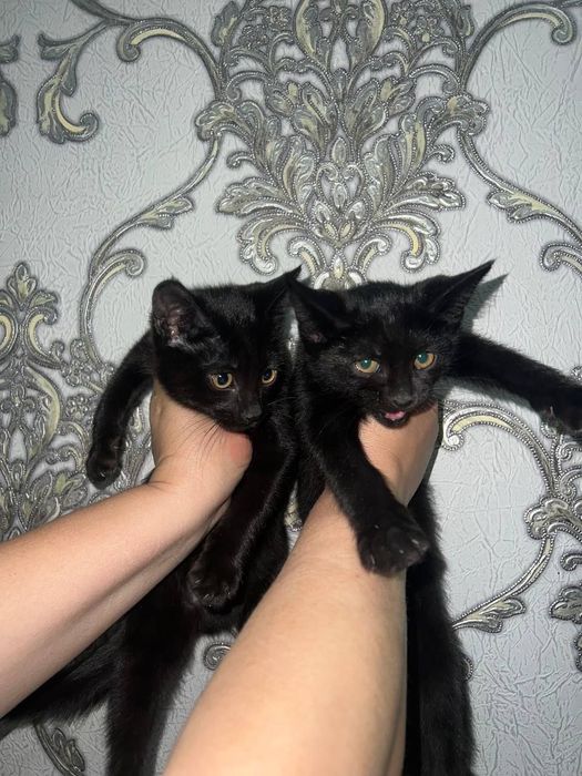 Самарканд. Домашние котята