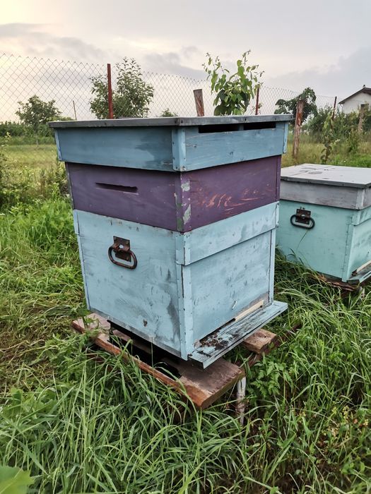 Lada Albibe 1/2 si  3/4 inclus tot inclusiv hranitor