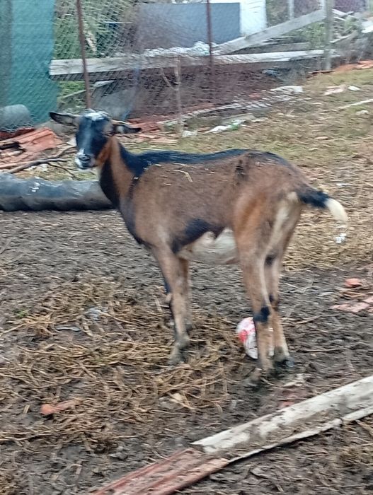 Vând țap și două iede