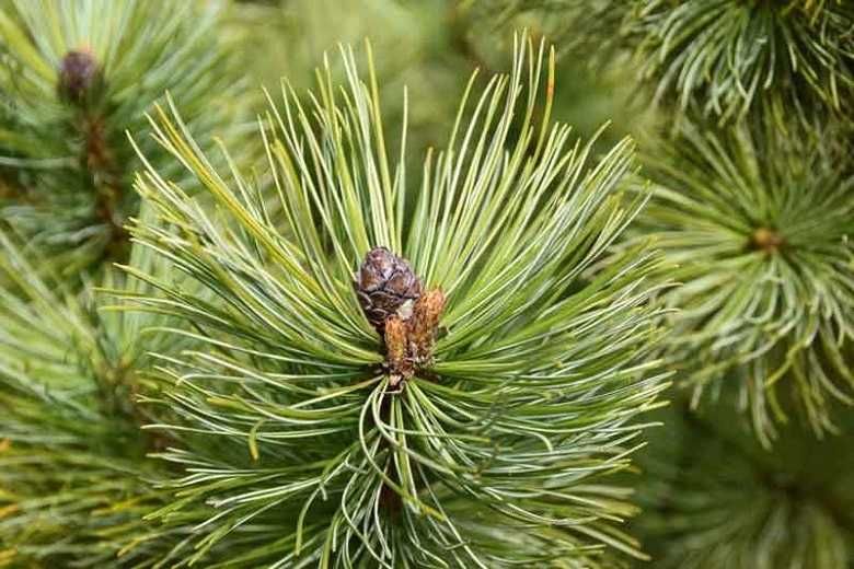 Puieti pin silvestru-Pinus sylvestris-calitate Premium,origine Romania