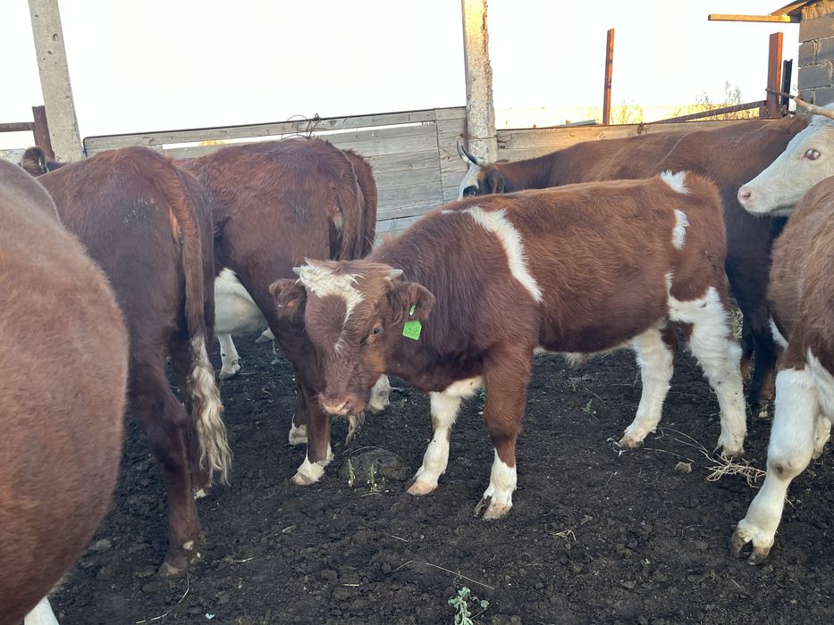 Баспақ, подсос, , баспак, сиыр, бұқашық, падсос, бычок,  төл, еркек