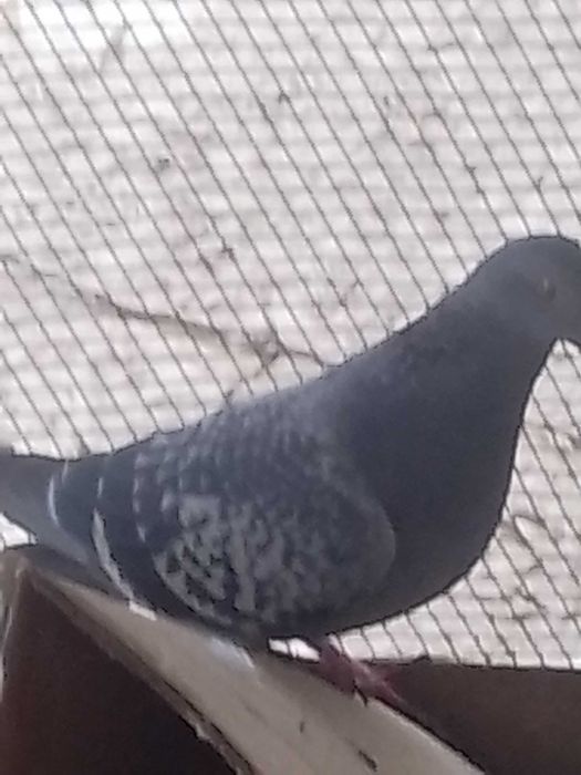 Porumbei de vânzare