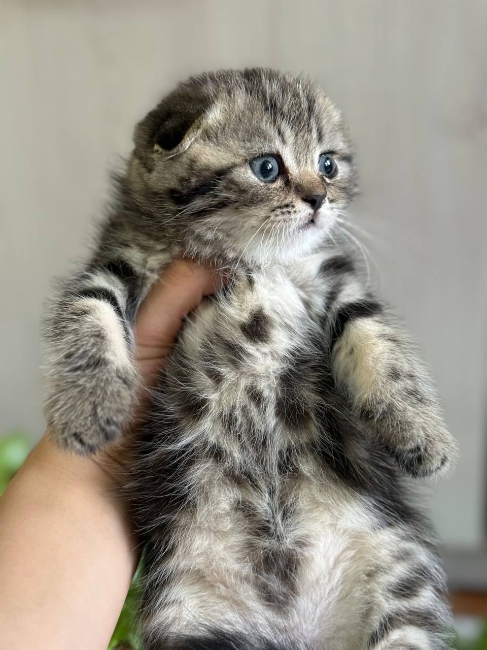скотиш фолд и страйт тигровые шиншилла табби
