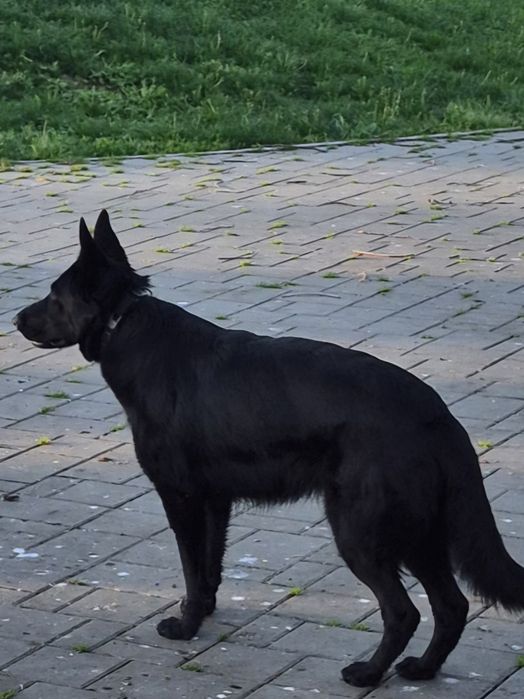 Vând Ciobanesc German cu pedigree linie de top