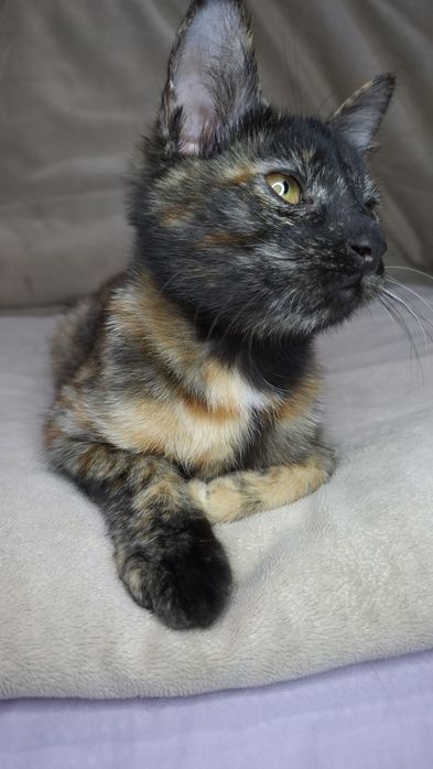 Ищем заботливых и любящих хозяев