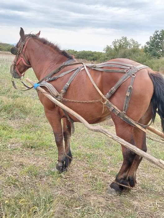 Vînd iapa de 7 ani gestanta de 7 luni
