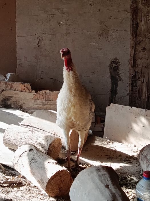 Kurka индук сотилади