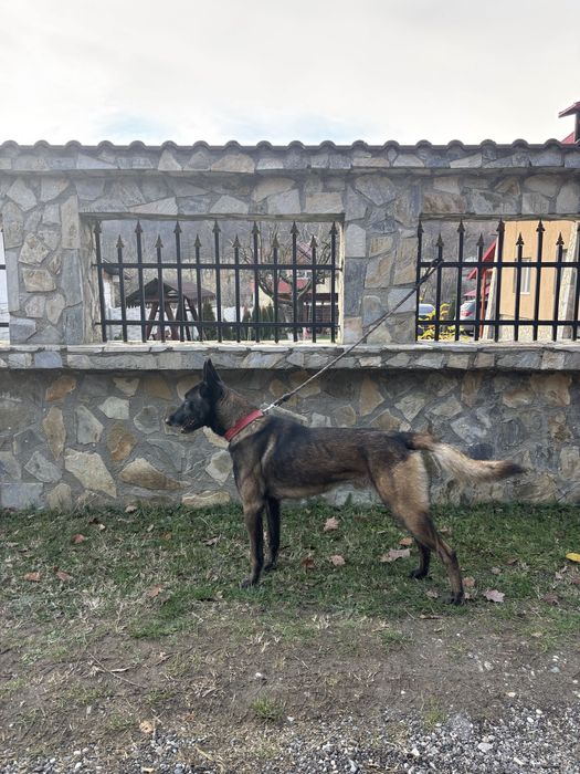 Mascul ciobanesc belgian